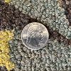 Antique Hooked American Black Yellow 2-5x4-3 | Manoukian Rugs™ - Image 4